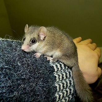 Forest African Dormouse (Graphiurus murinus)