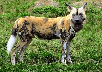 African Wild Dog (Lycaon pictus)