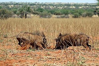 Tswalu Kalahari Reserve, Northern Cape