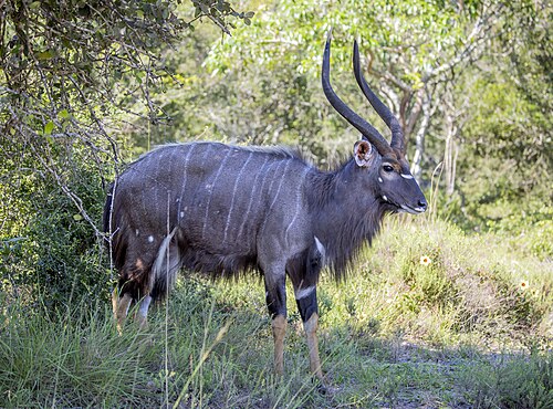 Nyala (Tragelaphus angasii)