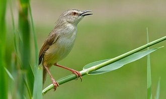 Tawny-flanked Prinia (Prinia subflava)