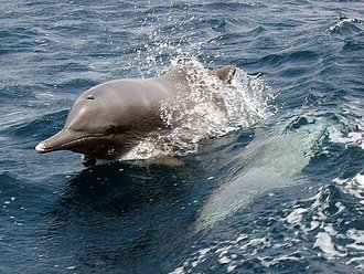 Indian Ocean humpback dolphin (Sousa plumbea)