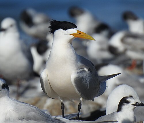 Greater Crested Tern (Thalasseus bergii)
