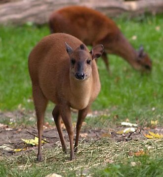 Red Duiker (Cephalophus natalensis)