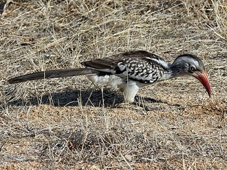 Southern Red-billed Hornbill (Tockus rufirostris)