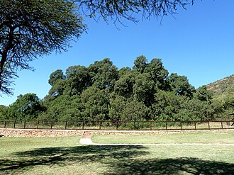 Wonderboom Nature Reserve, Gauteng