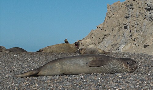 Southern Elephant Seal (Mirounga leonina)