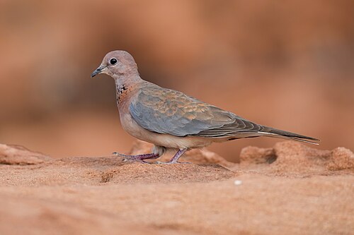 Laughing Dove (Spilopelia senegalensis)