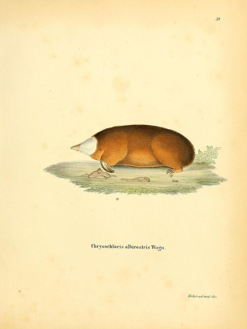 Hottentot Golden Mole (Amblysomus hottentotus)