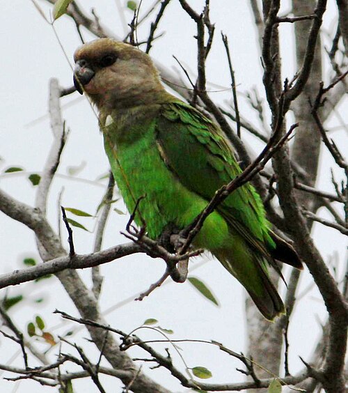 Brown-headed Parrot (Poicephalus cryptoxanthus)