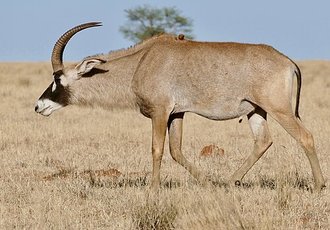 Roan Antelope (Hippotragus equinus)