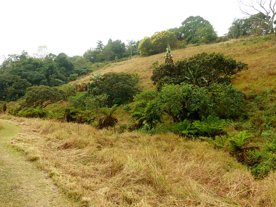 Springside Nature Reserve, KwaZulu-Natal