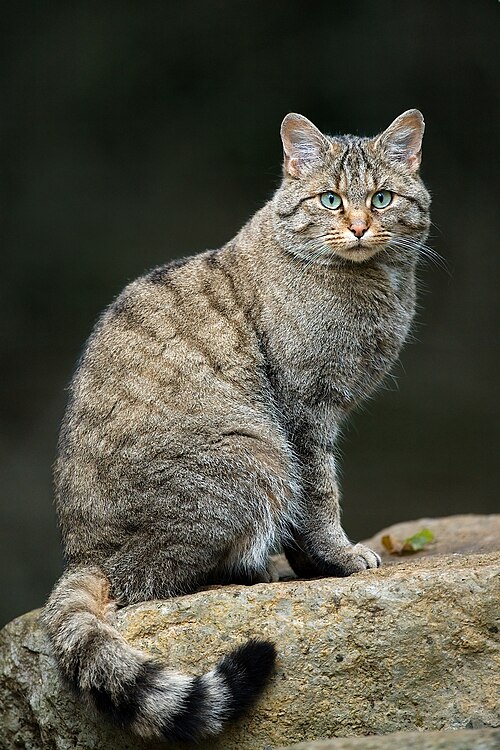 Wildcat (Felis silvestris)