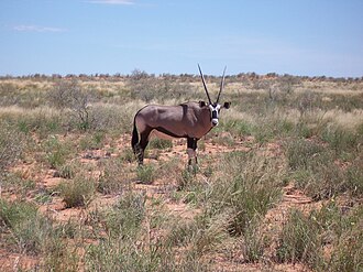 Kgalagadi Transfrontier Park, Northern Cape