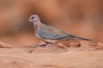 Laughing Dove (Spilopelia senegalensis)