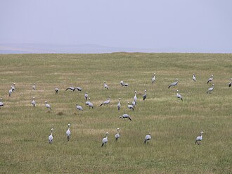 Bontebok National Park, Western Cape