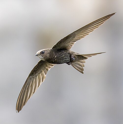 Common Swift (Apus apus)