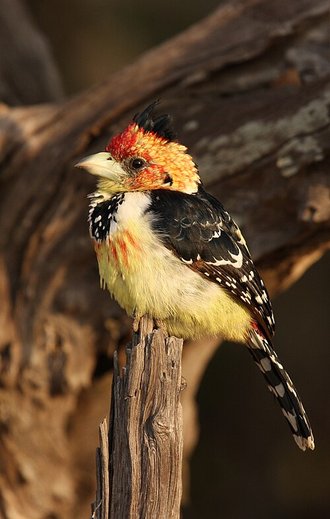 Crested Barbet (Trachyphonus vaillantii)