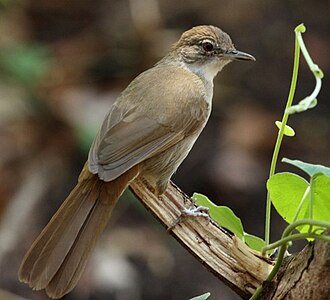 Terrestrial Brownbul (Phyllastrephus terrestris)