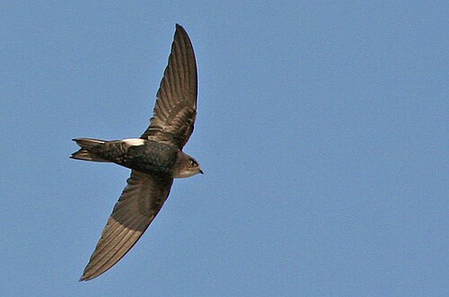 Horus Swift (Apus horus)