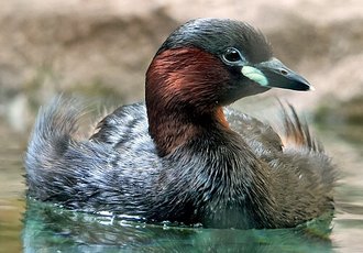 Little Grebe (Tachybaptus ruficollis)