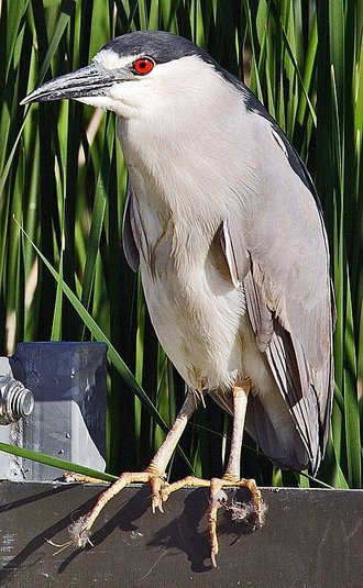 Black-crowned Night Heron (Nycticorax nycticorax)