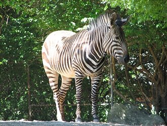 Mountain Zebra (Equus zebra)