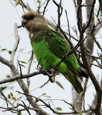 Brown-headed Parrot (Poicephalus cryptoxanthus)