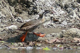 African Finfoot (Podica senegalensis)