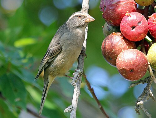 Streaky-headed Seedeater (Crithagra gularis)
