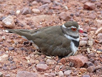 Three-banded Plover (Charadrius tricollaris)