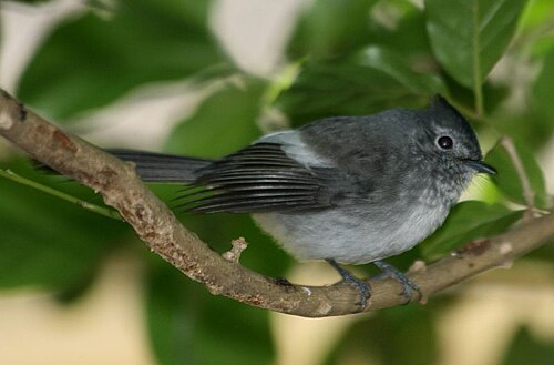 Blue-mantled Crested Flycatcher (Trochocercus cyanomelas)