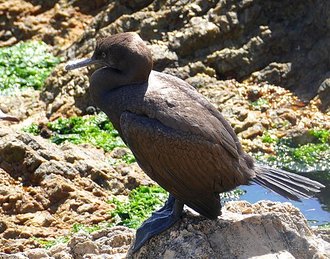 Bank Cormorant (Phalacrocorax neglectus)