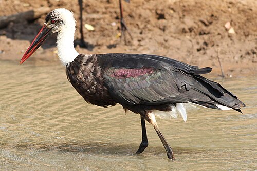 African Woolly-necked Stork (Ciconia microscelis)