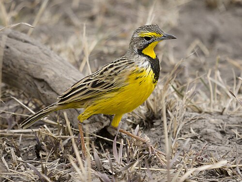 Yellow-throated Longclaw (Macronyx croceus)