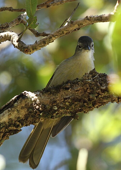 Yellow-streaked Greenbul (Phyllastrephus flavostriatus)