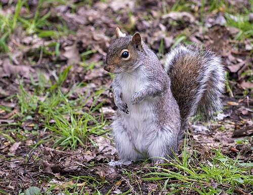 Eastern Gray Squirrel (Sciurus carolinensis)