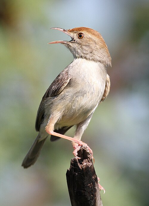 Neddicky (Cisticola fulvicapilla)