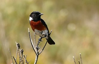 African Stonechat (Saxicola torquatus)