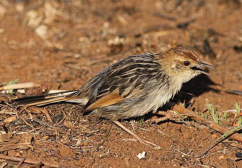 Levaillant's Cisticola (Cisticola tinniens)