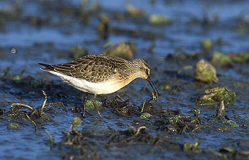 Curlew Sandpiper (Calidris ferruginea)