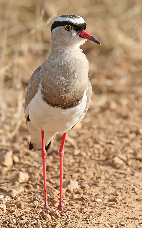 Crowned Lapwing (Vanellus coronatus)