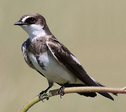 Banded Martin (Riparia cincta)
