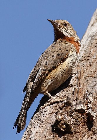 Red-throated Wryneck (Jynx ruficollis)