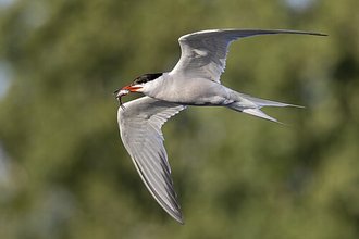 Common Tern (Sterna hirundo)