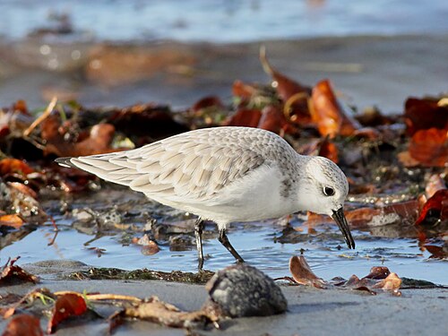 Sanderling (Calidris alba)
