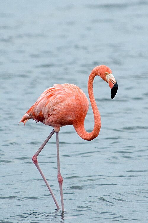 American Flamingo (Phoenicopterus ruber)