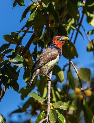 Black-collared Barbet (Lybius torquatus)