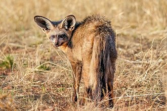 Bat-eared Fox (Otocyon megalotis)