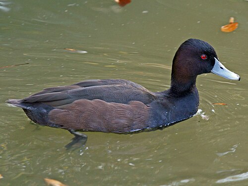 Southern Pochard (Netta erythrophthalma)